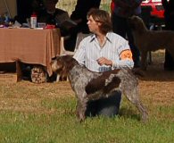 April 2007 National Specialty: Cash wins 12-18 mos Bitch Class under Carolyn Fry