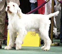 Best of Breed at the 2005 Westminster Kennel Club Show