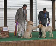 Father, BISS CH Epithelium Elia & Sister, Couchfield Make a Move - 2006 National Specialty's Best of Breed & Best of Winners