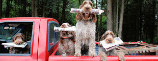 Spinone News Delivery
