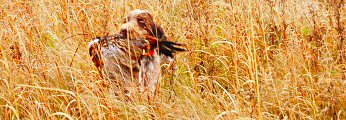 Ari retrieving a pheasant in North Dakota