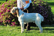 2010 National Specialty Best of Opposite:
Couchfields Sheldon