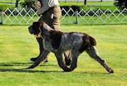 2010 NS Winners Dog & Award of Merit:
Couchfields Puccini del Mucrone