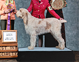 2011 National Specialty Best of Breed:
	GCH Javal I'm Movin' On To Hootwire RN BN