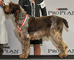 2016 National Specialty Best of Breed:
          GCH CH Ovidius Dal Podere Antico
