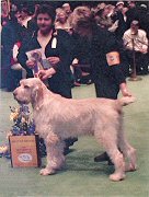 Rufus Best of Breed Westminster Kennel Club 2004 at Madison Square Garden